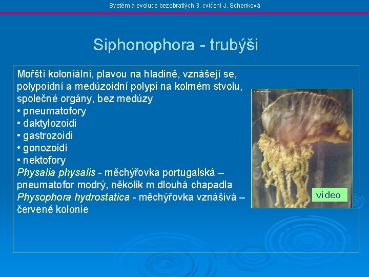 Systém a evoluce bezobratlých 3. cvičení J. Schenková Siphonophora - trubýši Mořští koloniální, plavou