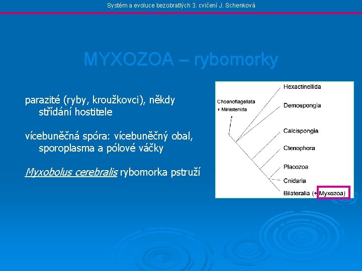 Systém a evoluce bezobratlých 3. cvičení J. Schenková MYXOZOA – rybomorky parazité (ryby, kroužkovci),