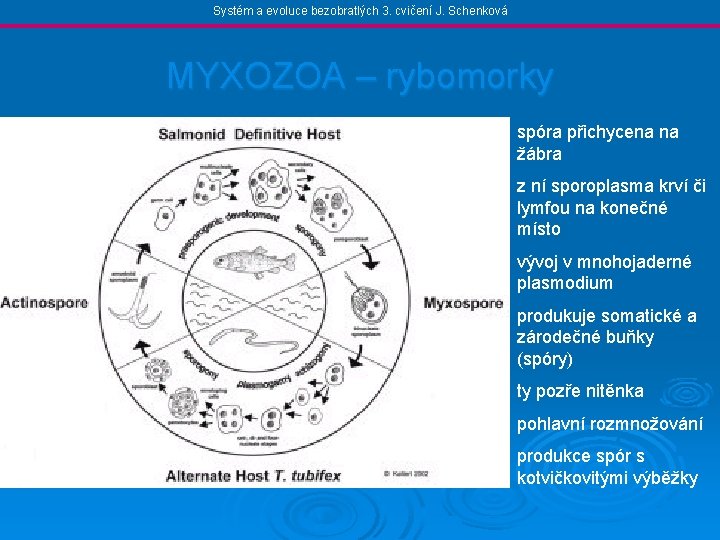 Systém a evoluce bezobratlých 3. cvičení J. Schenková MYXOZOA – rybomorky spóra přichycena na