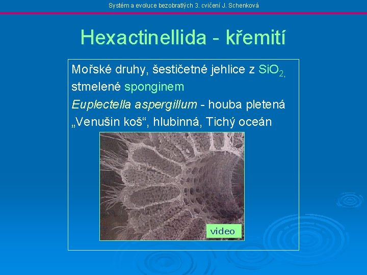 Systém a evoluce bezobratlých 3. cvičení J. Schenková Hexactinellida - křemití Mořské druhy, šestičetné