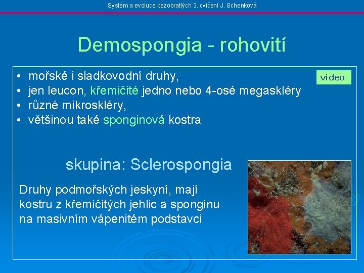 Systém a evoluce bezobratlých 3. cvičení J. Schenková Demospongia - rohovití • • mořské