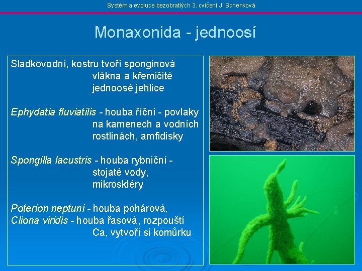 Systém a evoluce bezobratlých 3. cvičení J. Schenková Monaxonida - jednoosí Sladkovodní, kostru tvoří