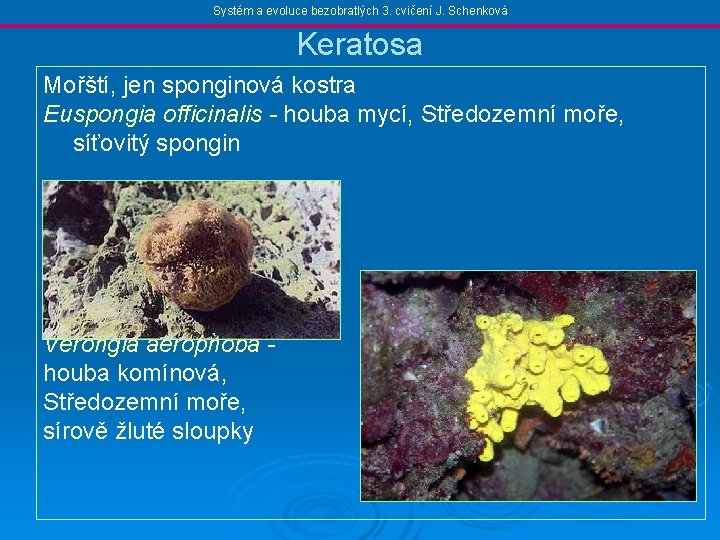 Systém a evoluce bezobratlých 3. cvičení J. Schenková Keratosa Mořští, jen sponginová kostra Euspongia