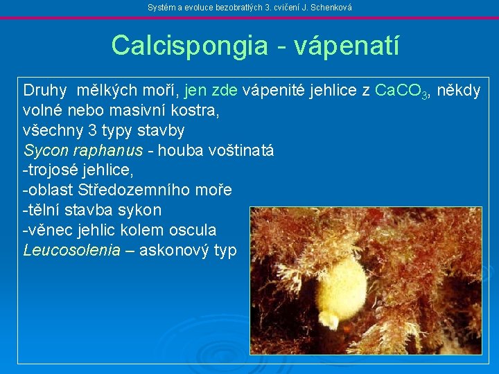 Systém a evoluce bezobratlých 3. cvičení J. Schenková Calcispongia - vápenatí Druhy mělkých moří,