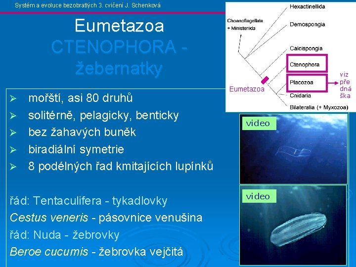 Systém a evoluce bezobratlých 3. cvičení J. Schenková Eumetazoa CTENOPHORA žebernatky Ø Ø Ø