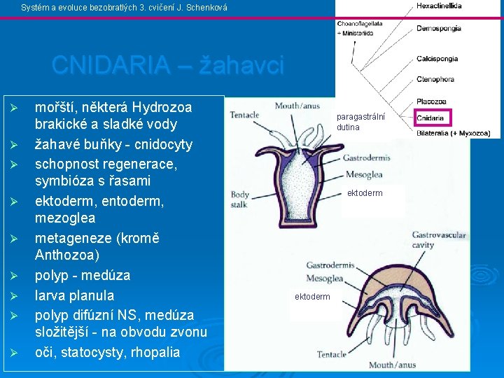 Systém a evoluce bezobratlých 3. cvičení J. Schenková CNIDARIA – žahavci Ø Ø Ø