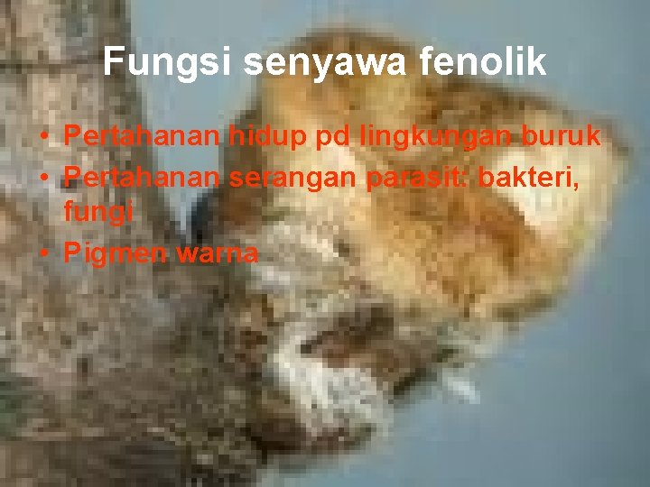 Fungsi senyawa fenolik • Pertahanan hidup pd lingkungan buruk • Pertahanan serangan parasit: bakteri,