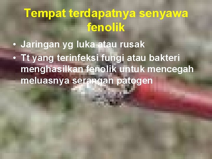 Tempat terdapatnya senyawa fenolik • Jaringan yg luka atau rusak • Tt yang terinfeksi