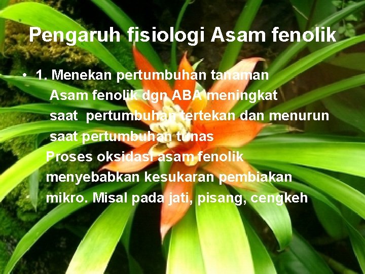 Pengaruh fisiologi Asam fenolik • 1. Menekan pertumbuhan tanaman Asam fenolik dgn ABA meningkat