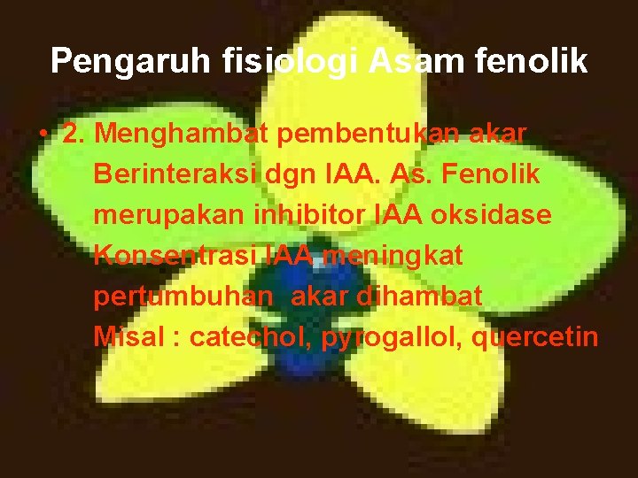 Pengaruh fisiologi Asam fenolik • 2. Menghambat pembentukan akar Berinteraksi dgn IAA. As. Fenolik