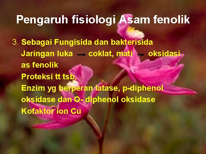 Pengaruh fisiologi Asam fenolik 3. Sebagai Fungisida dan bakterisida Jaringan luka coklat, mati oksidasi