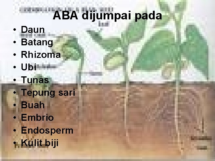 ABA dijumpai pada • • • Daun Batang Rhizoma Ubi Tunas Tepung sari Buah