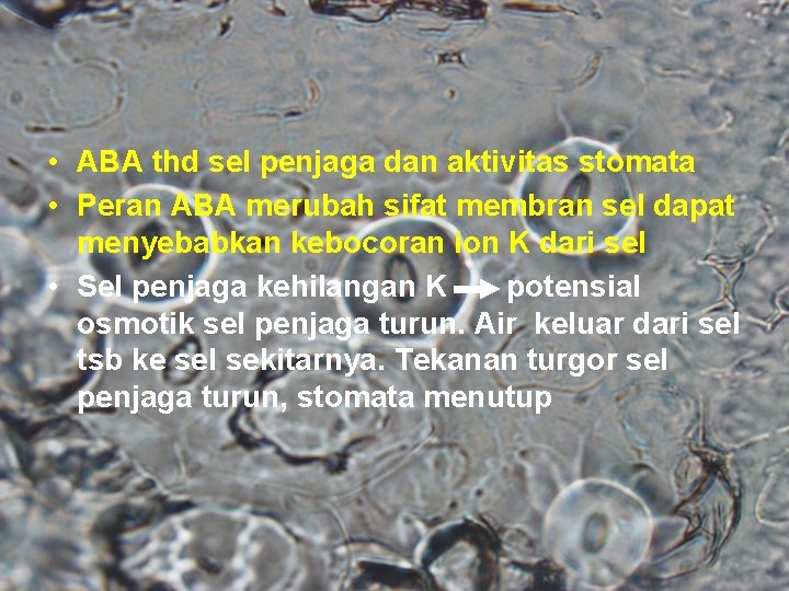  • ABA thd sel penjaga dan aktivitas stomata • Peran ABA merubah sifat