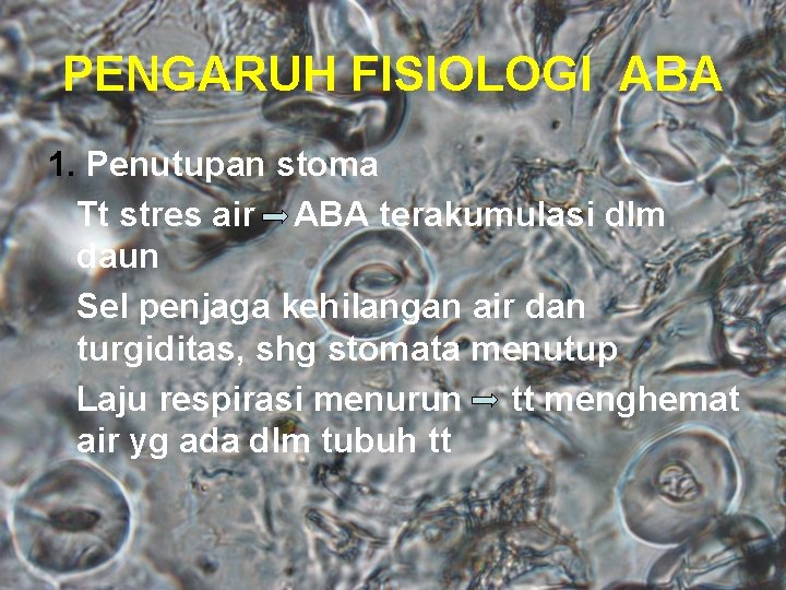 PENGARUH FISIOLOGI ABA 1. Penutupan stoma Tt stres air ABA terakumulasi dlm daun Sel