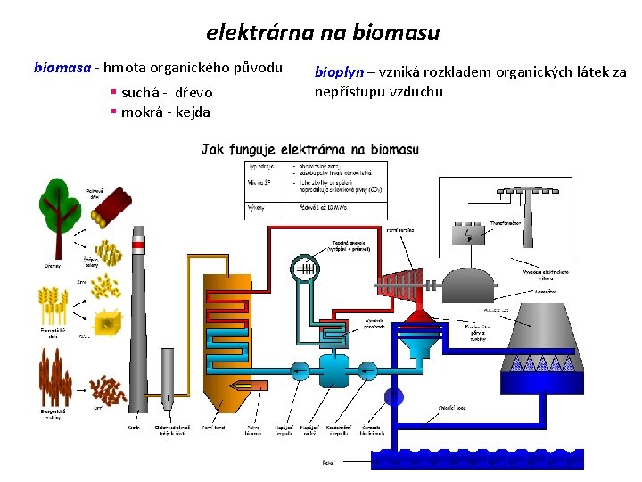 elektrárna na biomasu biomasa - hmota organického původu § suchá - dřevo § mokrá