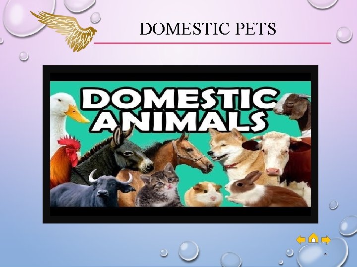 DOMESTIC PETS 4 DOMESTIC PETS 4