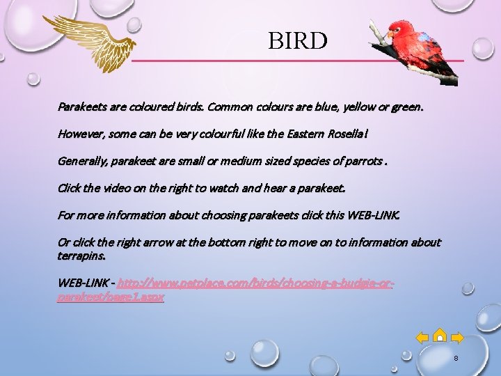 BIRD Parakeets are coloured birds. Common colours are blue, yellow or green. However, some