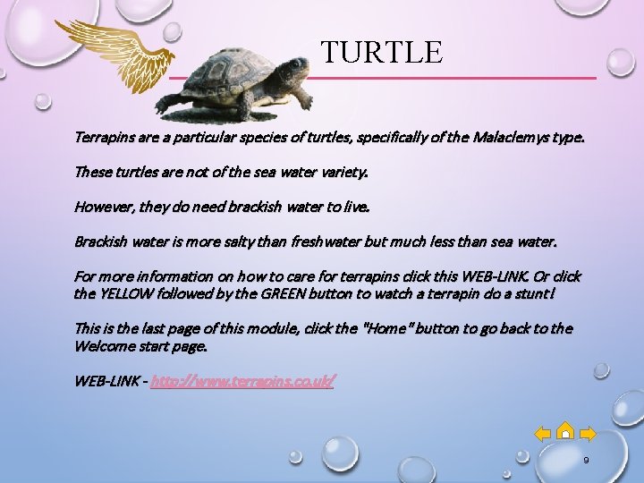 TURTLE Terrapins are a particular species of turtles, specifically of the Malaclemys type. These