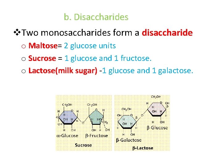 b. Disaccharides v. Two monosaccharides form a disaccharide o Maltose= 2 glucose units Maltose