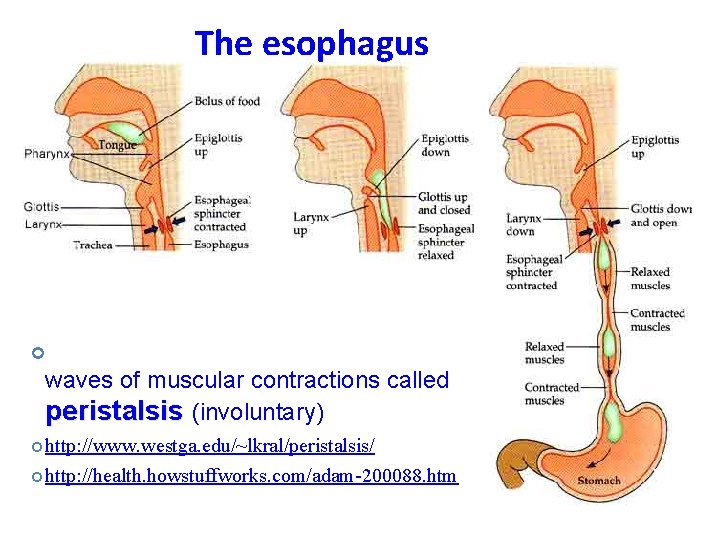 The esophagus • Straight, muscular tube, runs behind trachea (windpipe) Assists passage of bolus