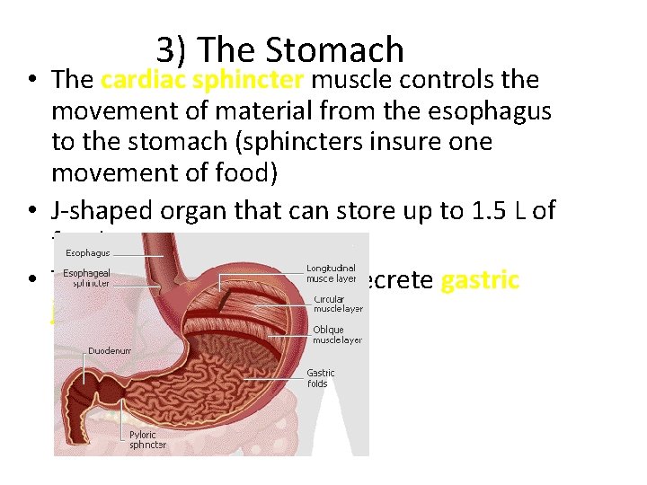 3) The Stomach • The cardiac sphincter muscle controls the movement of material from