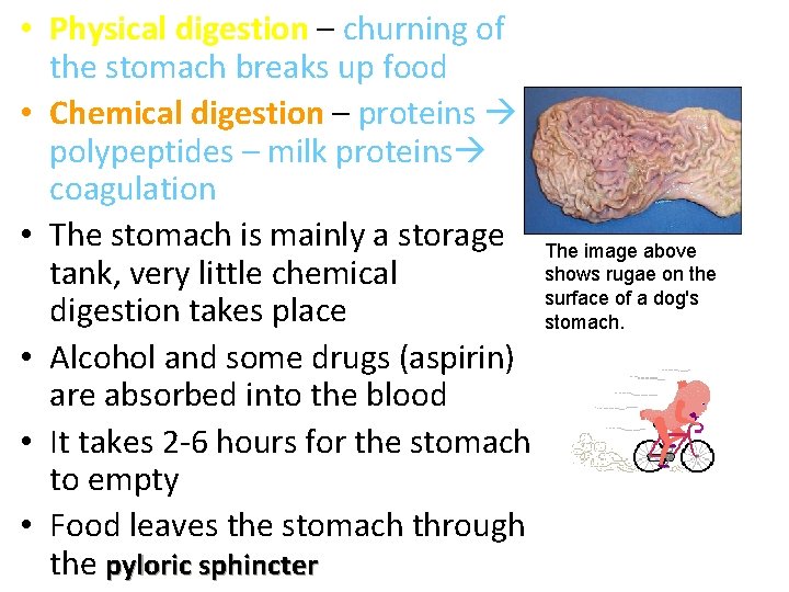  • Physical digestion – churning of the stomach breaks up food • Chemical