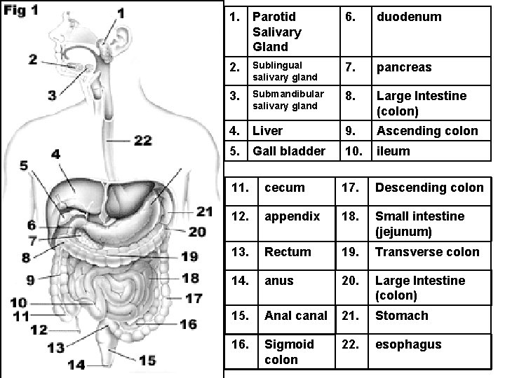 1. Parotid Salivary Gland 6. duodenum 2. Sublingual salivary gland 7. pancreas 3. Submandibular