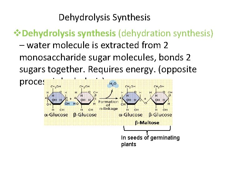 Dehydrolysis Synthesis v. Dehydrolysis synthesis (dehydration synthesis) – water molecule is extracted from 2