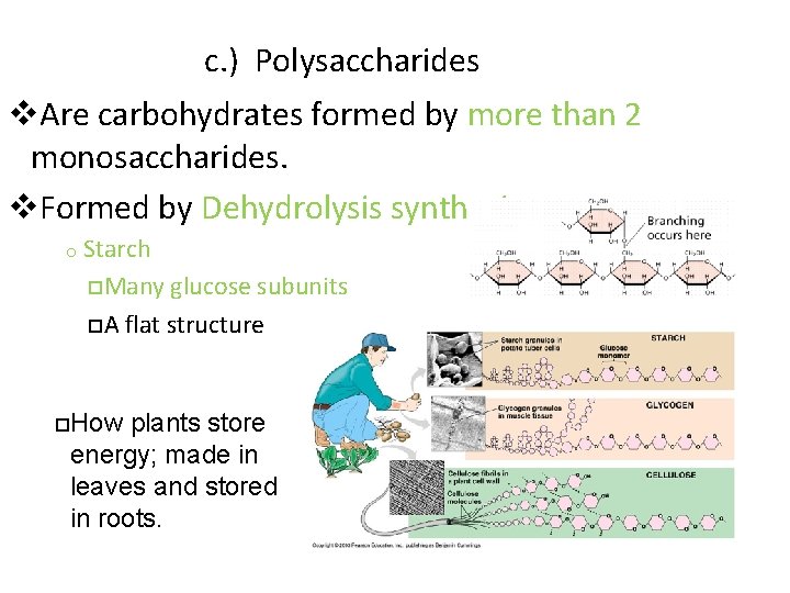 c. ) Polysaccharides v. Are carbohydrates formed by more than 2 monosaccharides. v. Formed