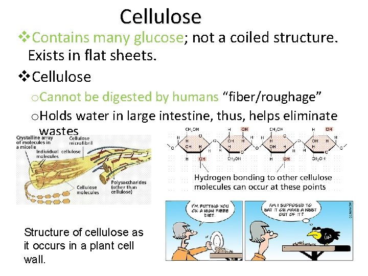 Cellulose v. Contains many glucose; not a coiled structure. Exists in flat sheets. v.