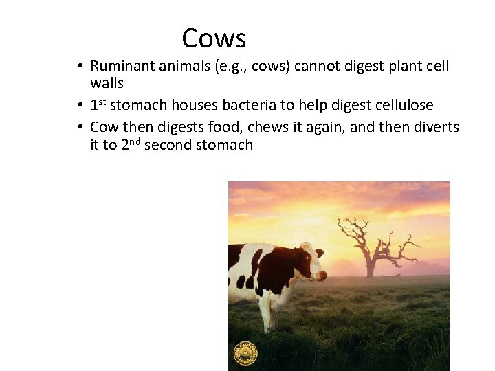 Cows • Ruminant animals (e. g. , cows) cannot digest plant cell walls •