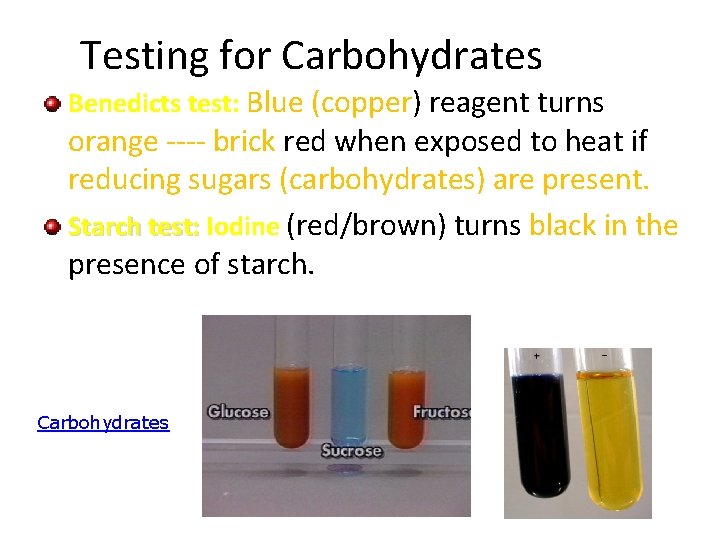 Testing for Carbohydrates Benedicts test: Blue (copper) reagent turns orange ---- brick red when