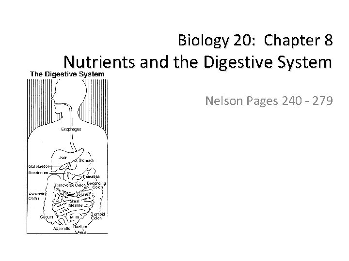 Biology 20: Chapter 8 Nutrients and the Digestive System Nelson Pages 240 - 279