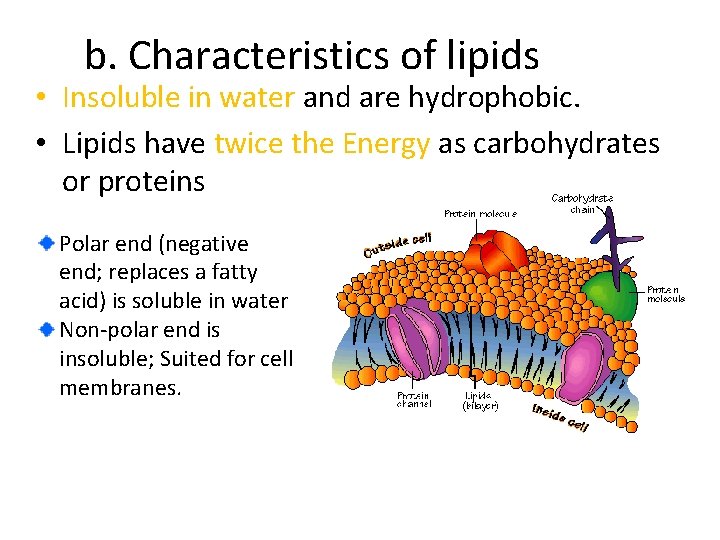 b. Characteristics of lipids • Insoluble in water and are hydrophobic. • Lipids have