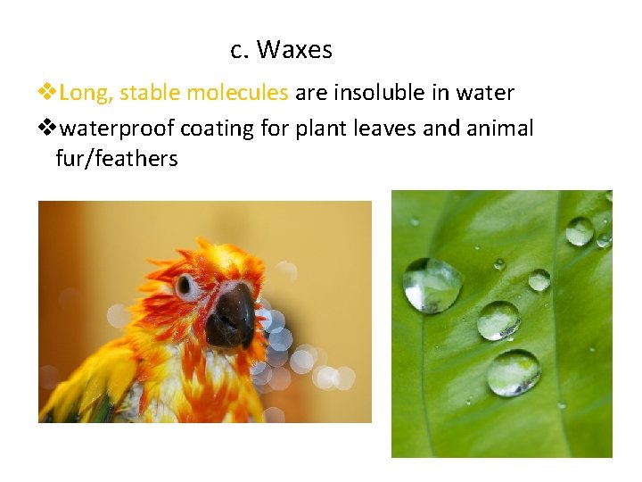  c. Waxes v. Long, stable molecules are insoluble in water vwaterproof coating for