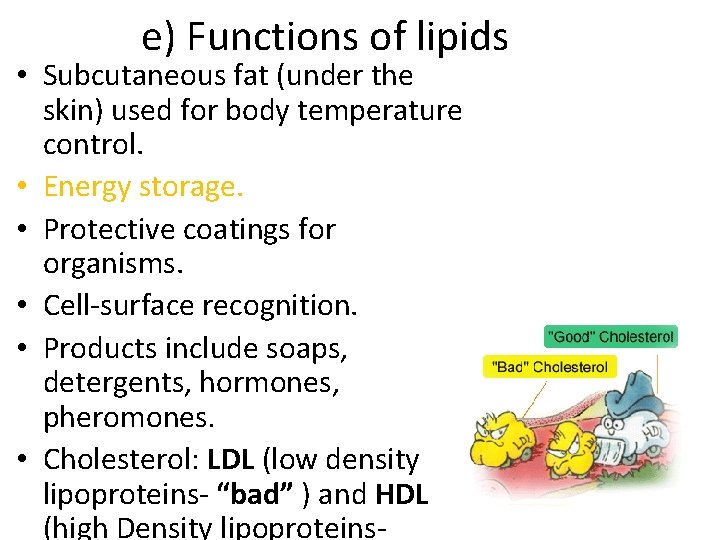 e) Functions of lipids • Subcutaneous fat (under the skin) used for body temperature