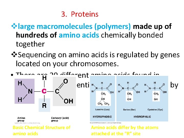 3. Proteins vlarge macromolecules (polymers) made up of hundreds of amino acids chemically bonded