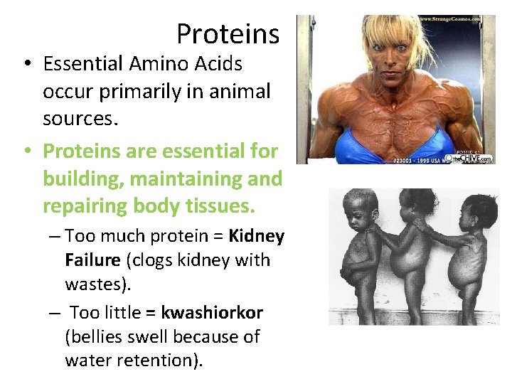 Proteins • Essential Amino Acids occur primarily in animal sources. • Proteins are essential
