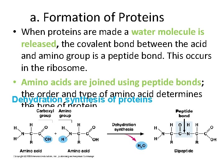 a. Formation of Proteins • When proteins are made a water molecule is released,