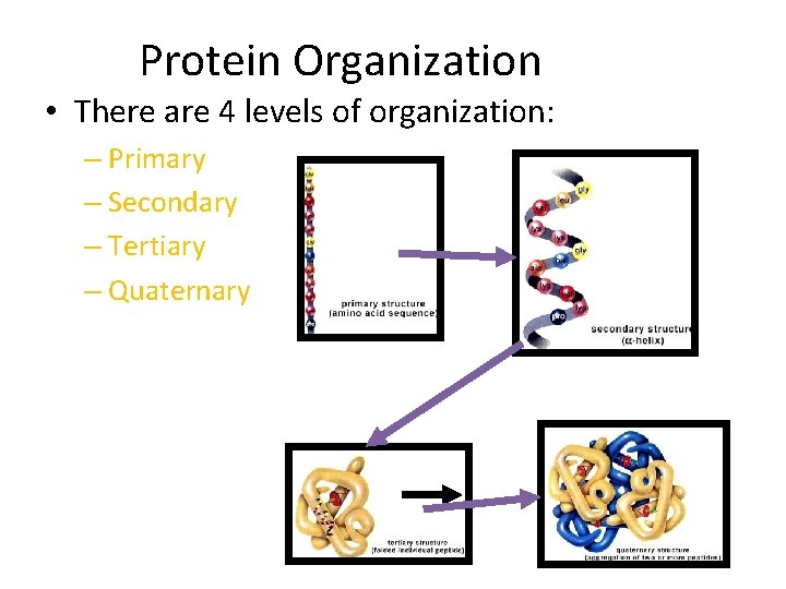 Protein Organization • There are 4 levels of organization: – Primary – Secondary –