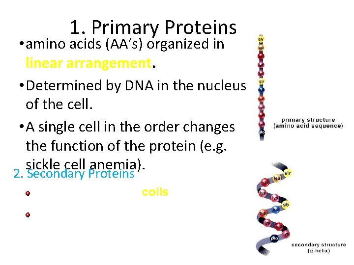 1. Primary Proteins • amino acids (AA’s) organized in linear arrangement. • Determined by