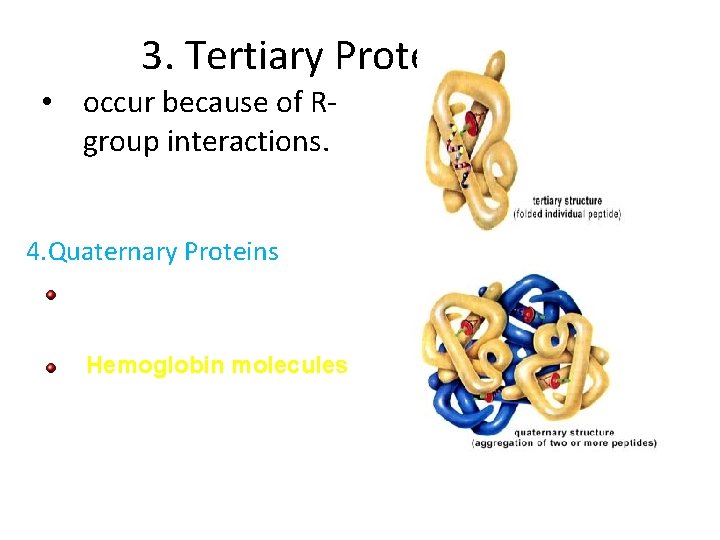 3. Tertiary Proteins • occur because of R- group interactions. 4. Quaternary Proteins interactions