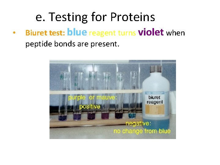 e. Testing for Proteins • Biuret test: blue reagent turns violet when peptide bonds