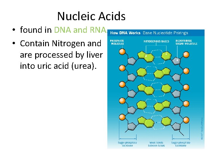 Nucleic Acids • found in DNA and RNA. • Contain Nitrogen and are processed
