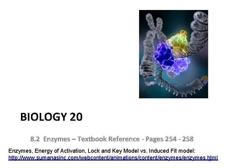 BIOLOGY 20 8. 2 Enzymes – Textbook Reference - Pages 254 - 258 Enzymes,