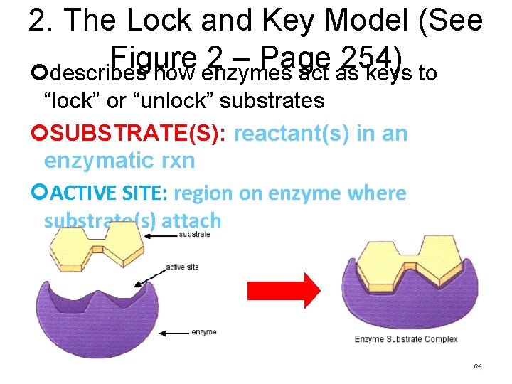 2. The Lock and Key Model (See Figure 2 – Page 254) describes how