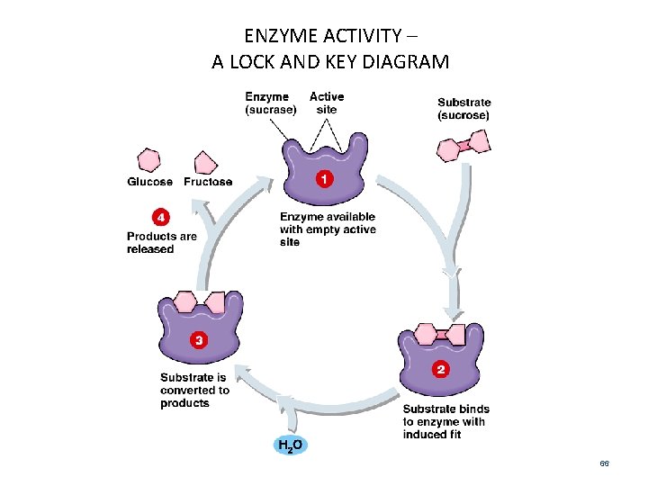 ENZYME ACTIVITY – A LOCK AND KEY DIAGRAM 66 