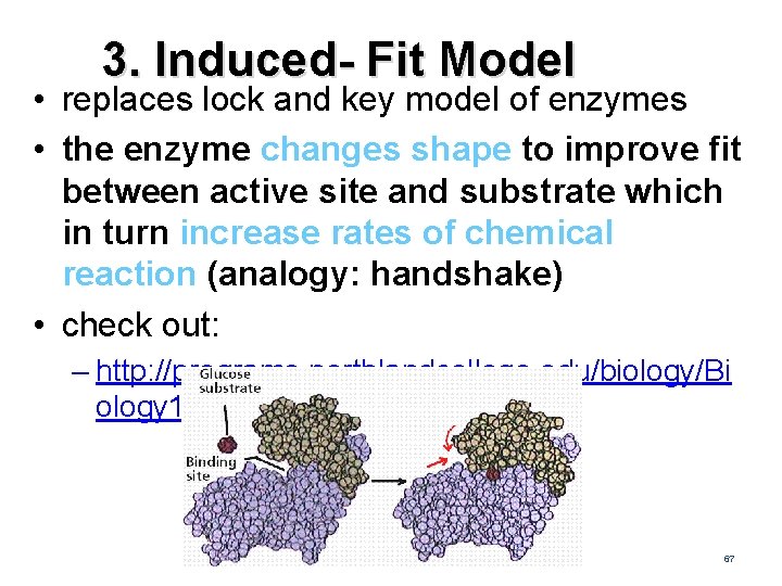 3. Induced- Fit Model • replaces lock and key model of enzymes • the