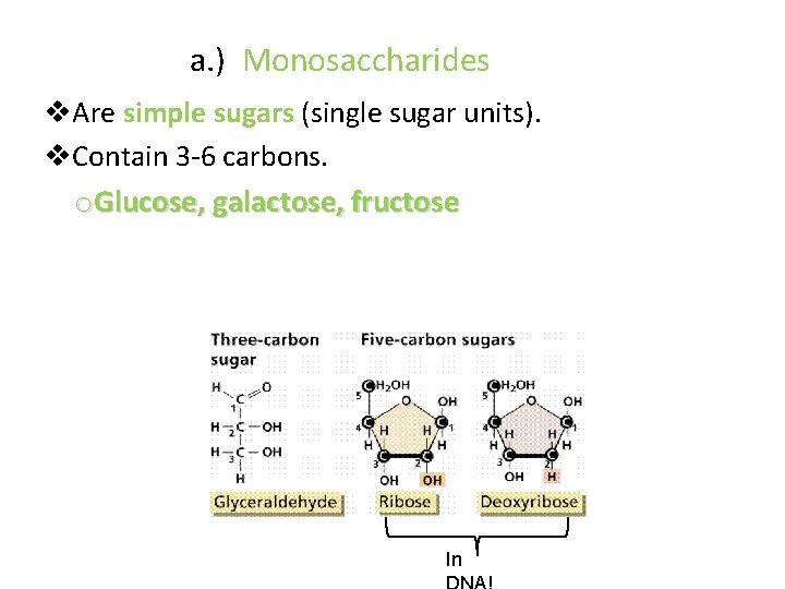 a. ) Monosaccharides v. Are simple sugars (single sugar units). v. Contain 3 -6