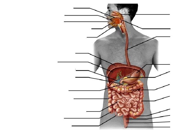 Can you determine the major organs of the digestive system? 88 